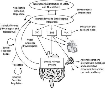 Chronic Diffuse Pain and Functional Gastrointestinal Disorders After Traumatic Stress: Pathophysiology Through a Polyvagal Perspective